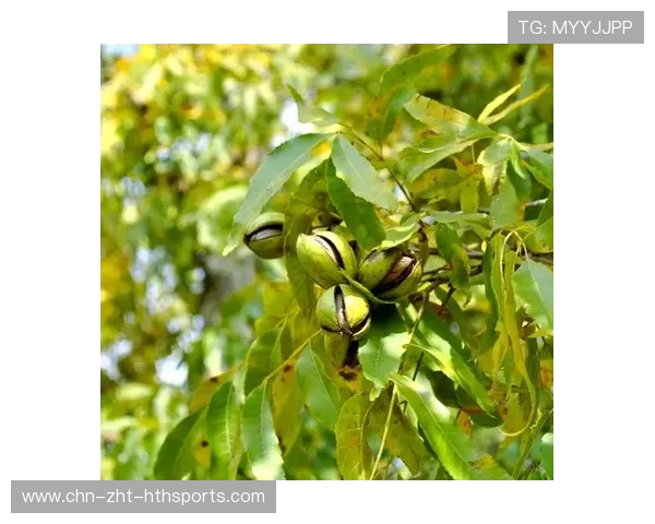 美墨碧根果为何被调查？看这份解读，美国碧根果树